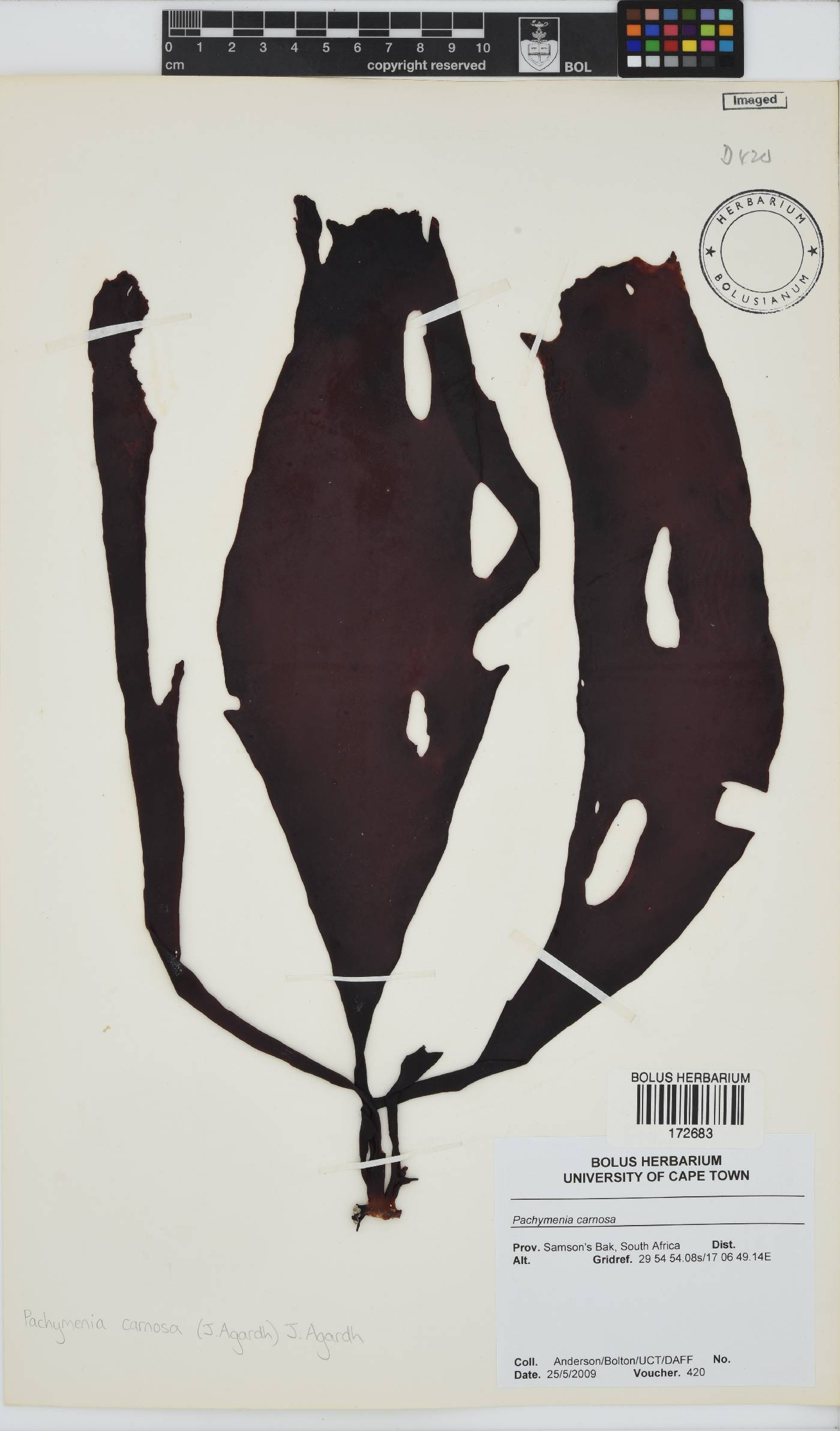 Pachymenia carnosa image