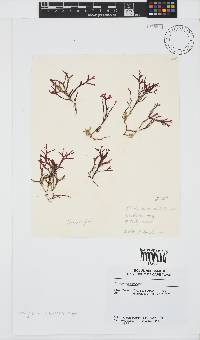 Rhodymenia natalensis image