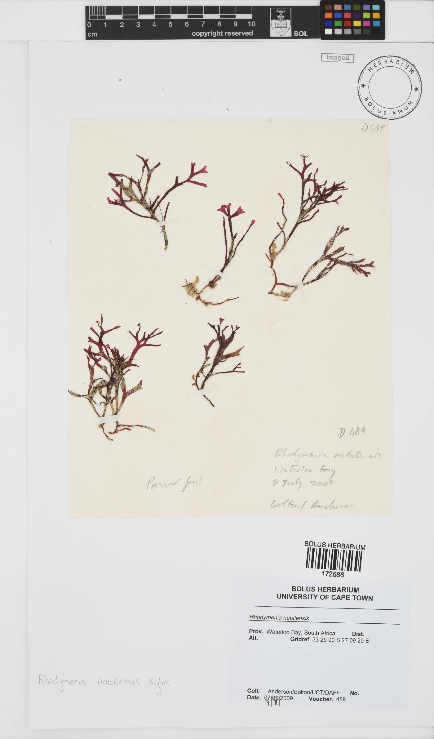 Rhodymenia natalensis image