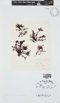 Gelidium pristoides image
