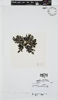 Neurymenia nigricans image