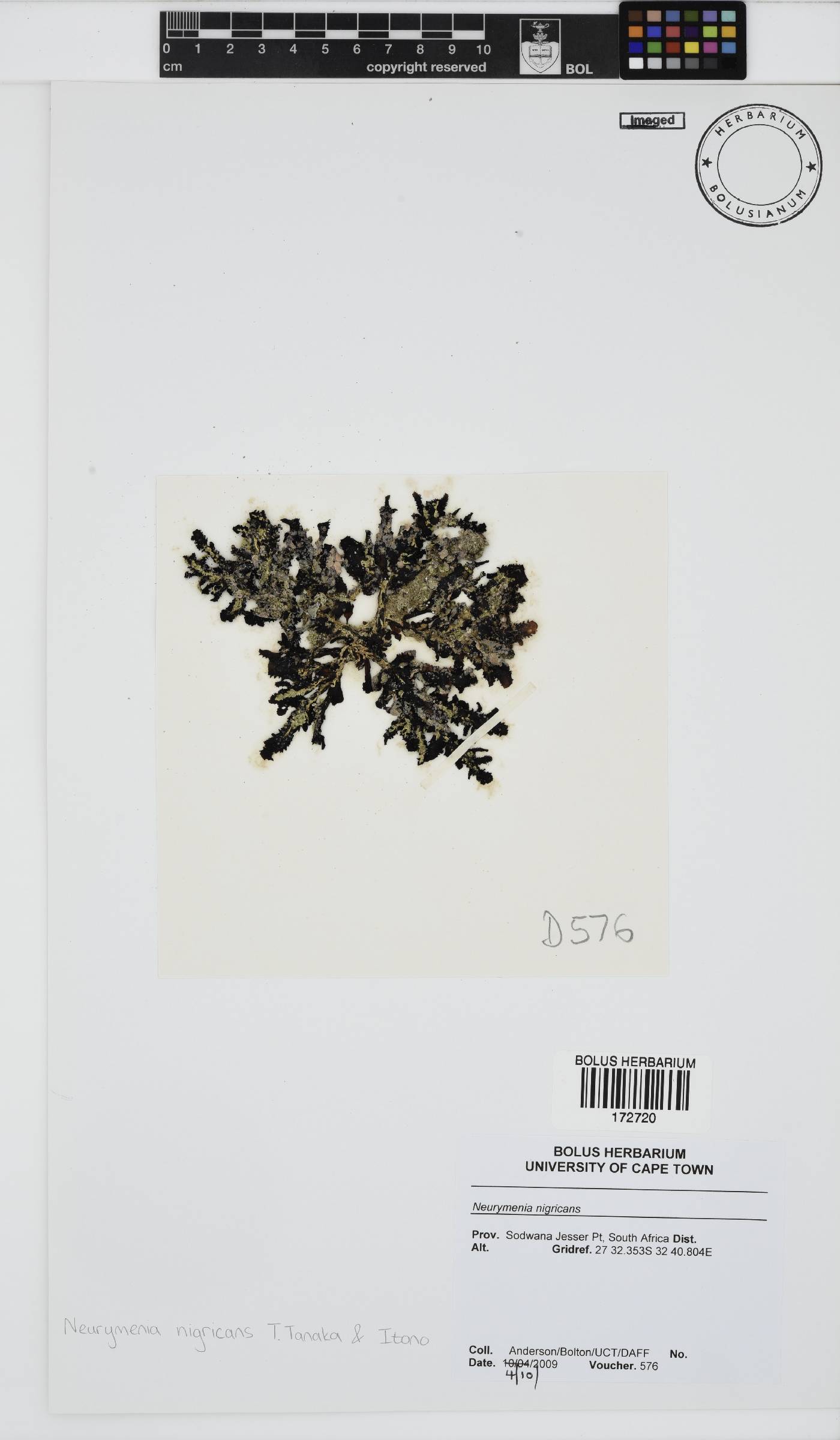 Neurymenia nigricans image