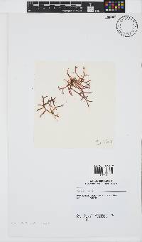 Image of Gracilaria arcuata