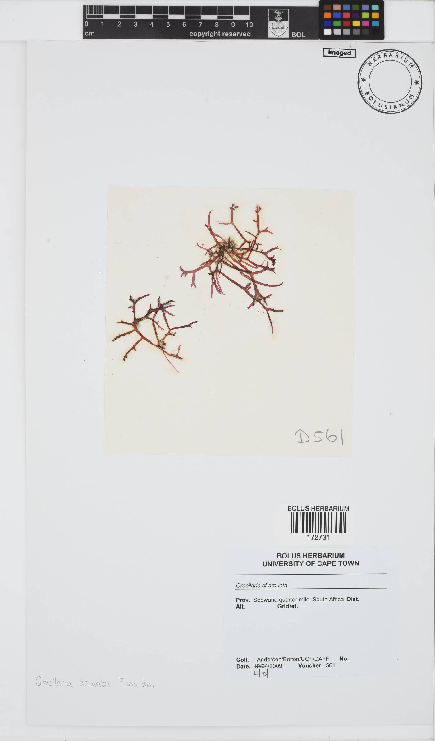 Gracilaria arcuata image