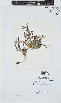 Gracilaria corticata image