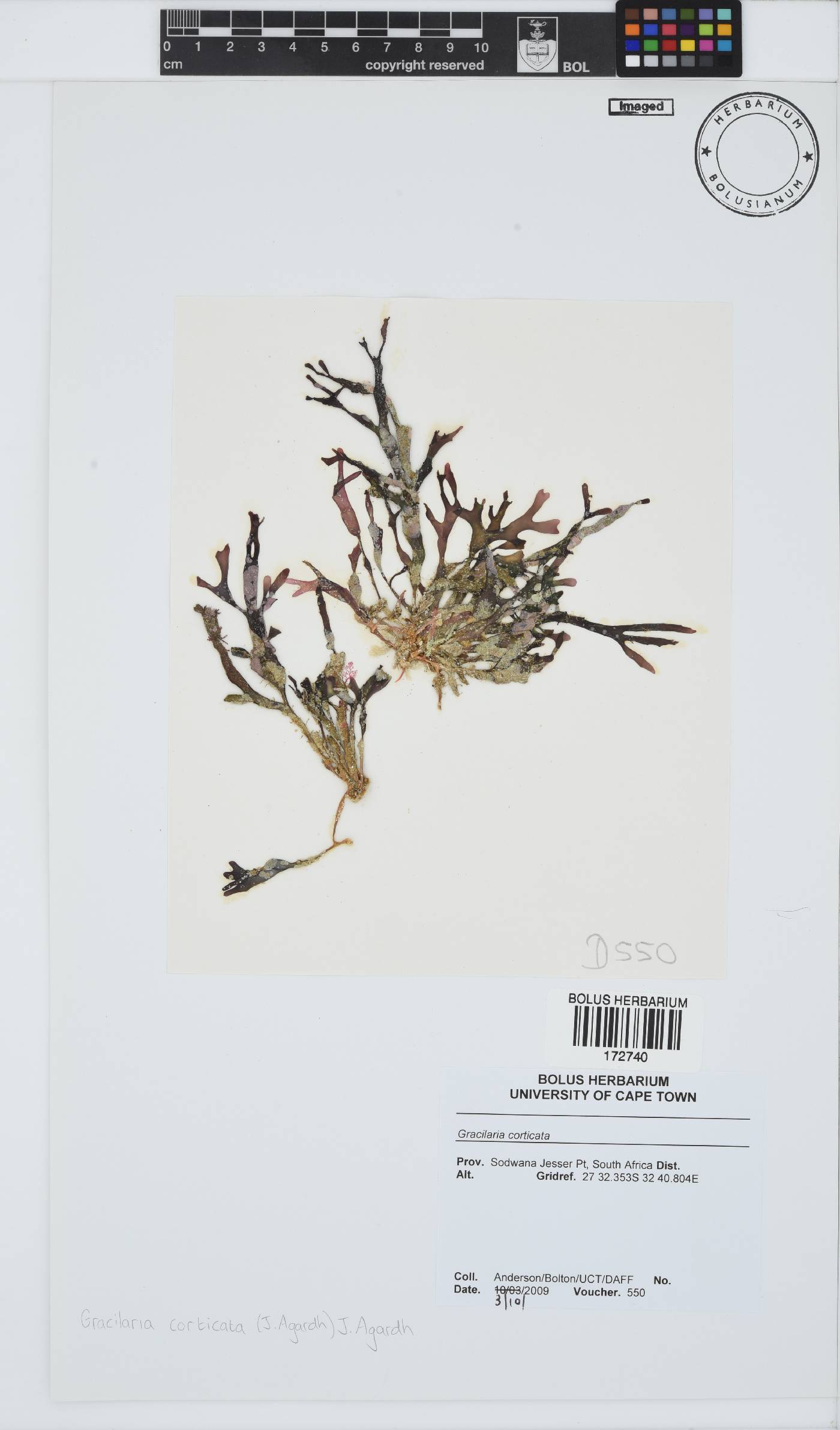 Gracilaria corticata image