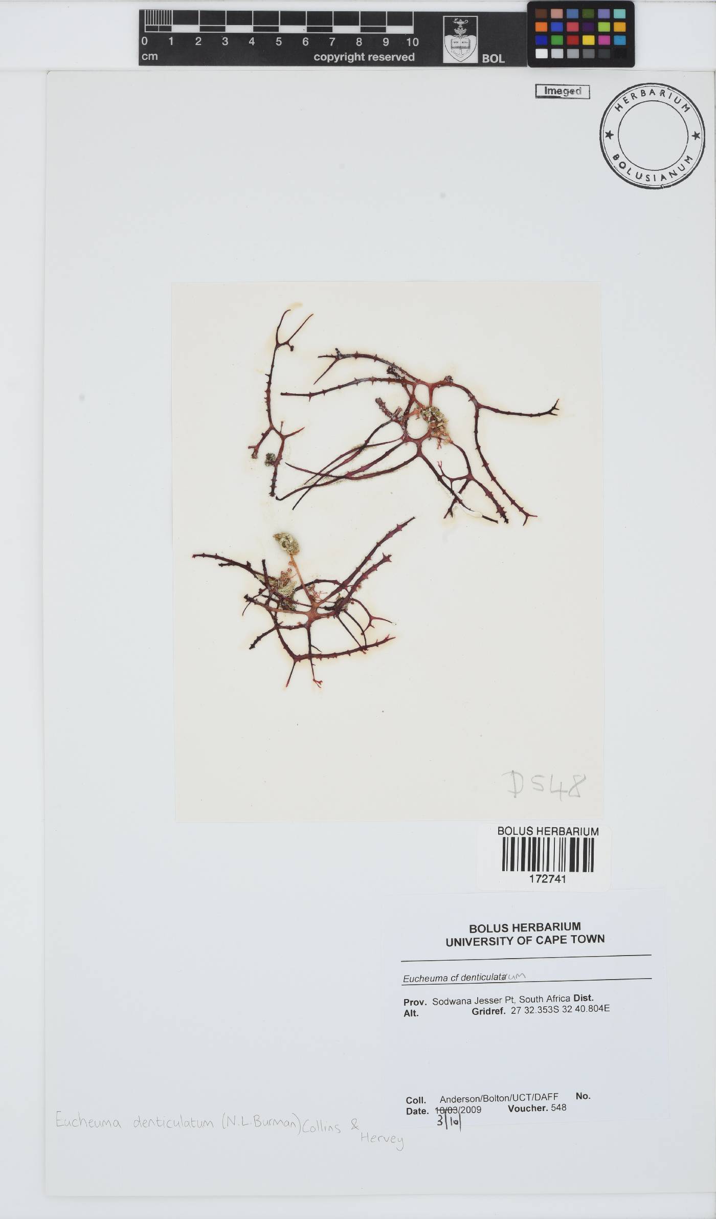 Eucheuma denticulatum image
