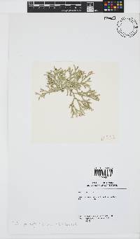 Image of Tricleocarpa fragilis