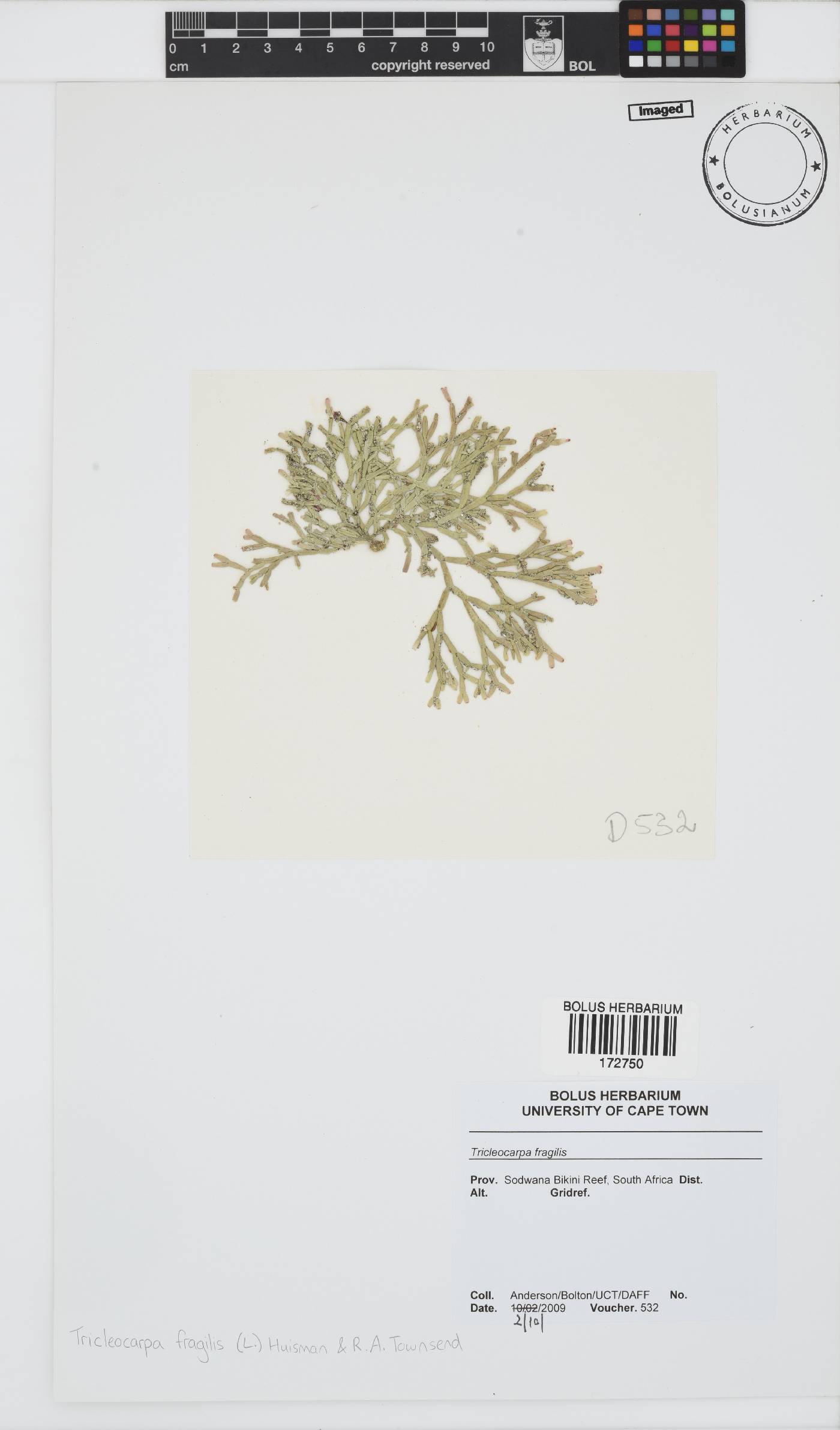 Tricleocarpa fragilis image
