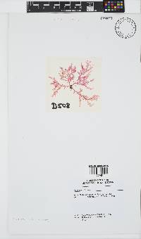 Plocamium suhrii image