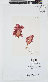 Yonagunia maillardii image