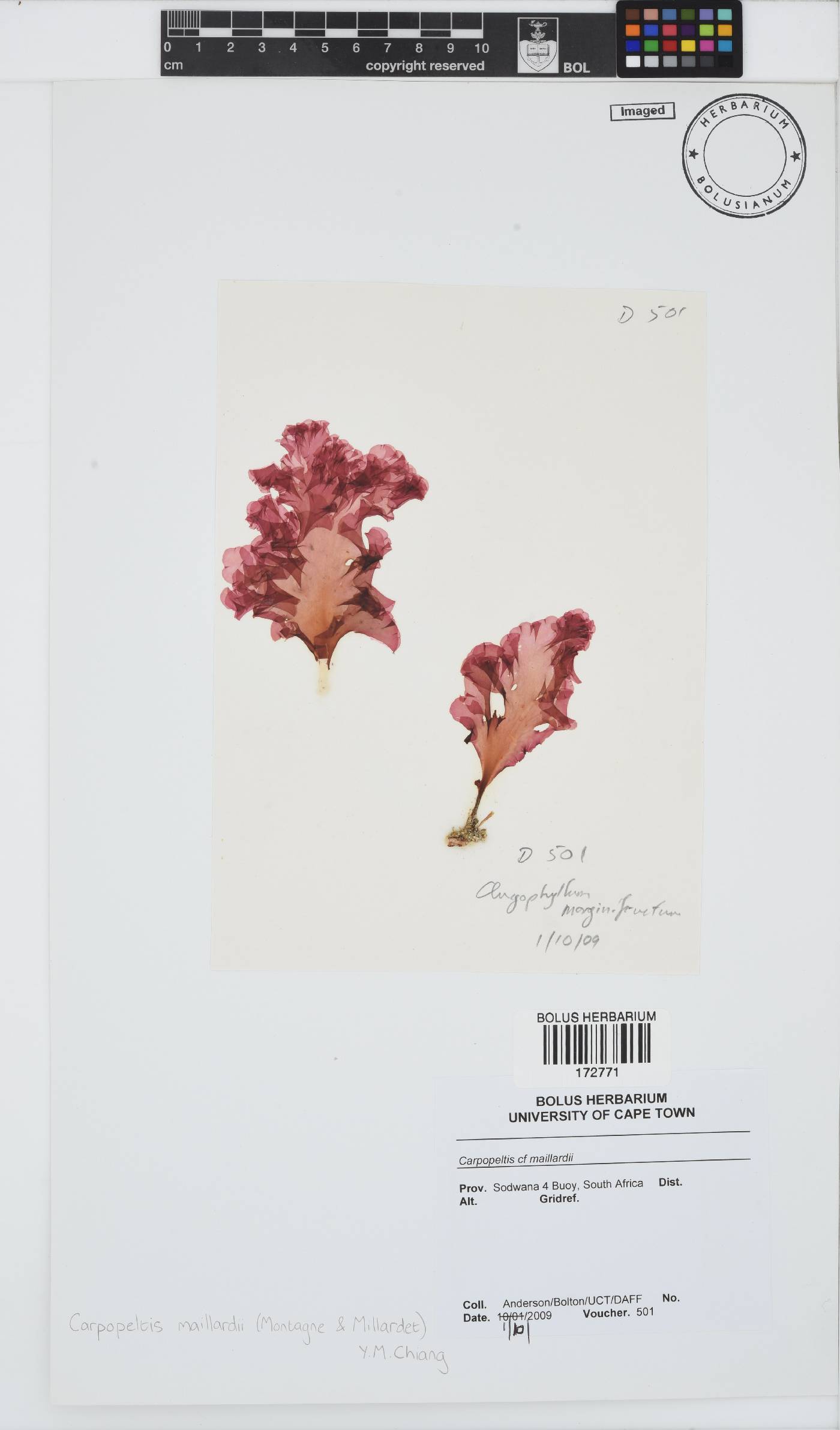 Yonagunia maillardii image