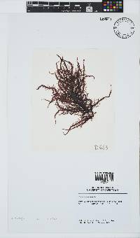 Phyllymenia capensis image