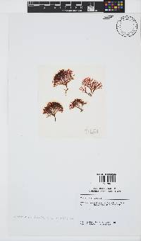 Trematocarpus flabellatus image