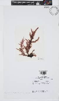 Carpoblepharis flaccida image