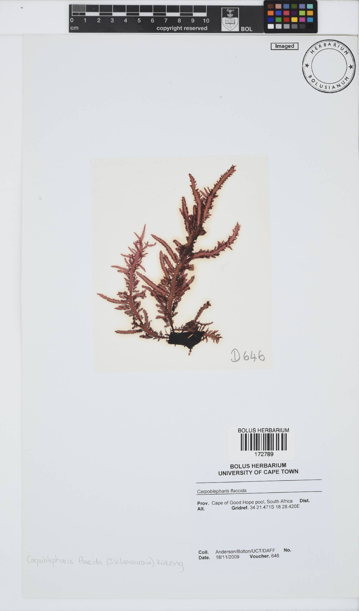 Carpoblepharis flaccida image