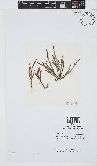 Champia lumbricalis image