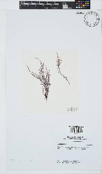 Hypnea ecklonii image
