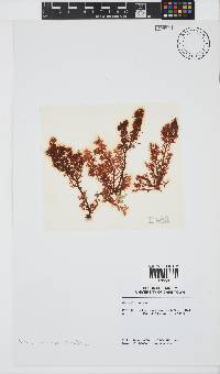 Plocamium cornutum image