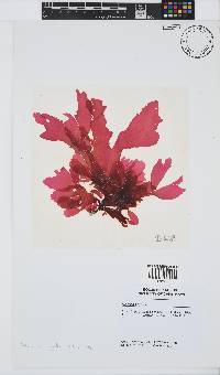 Kallymenia agardhii image