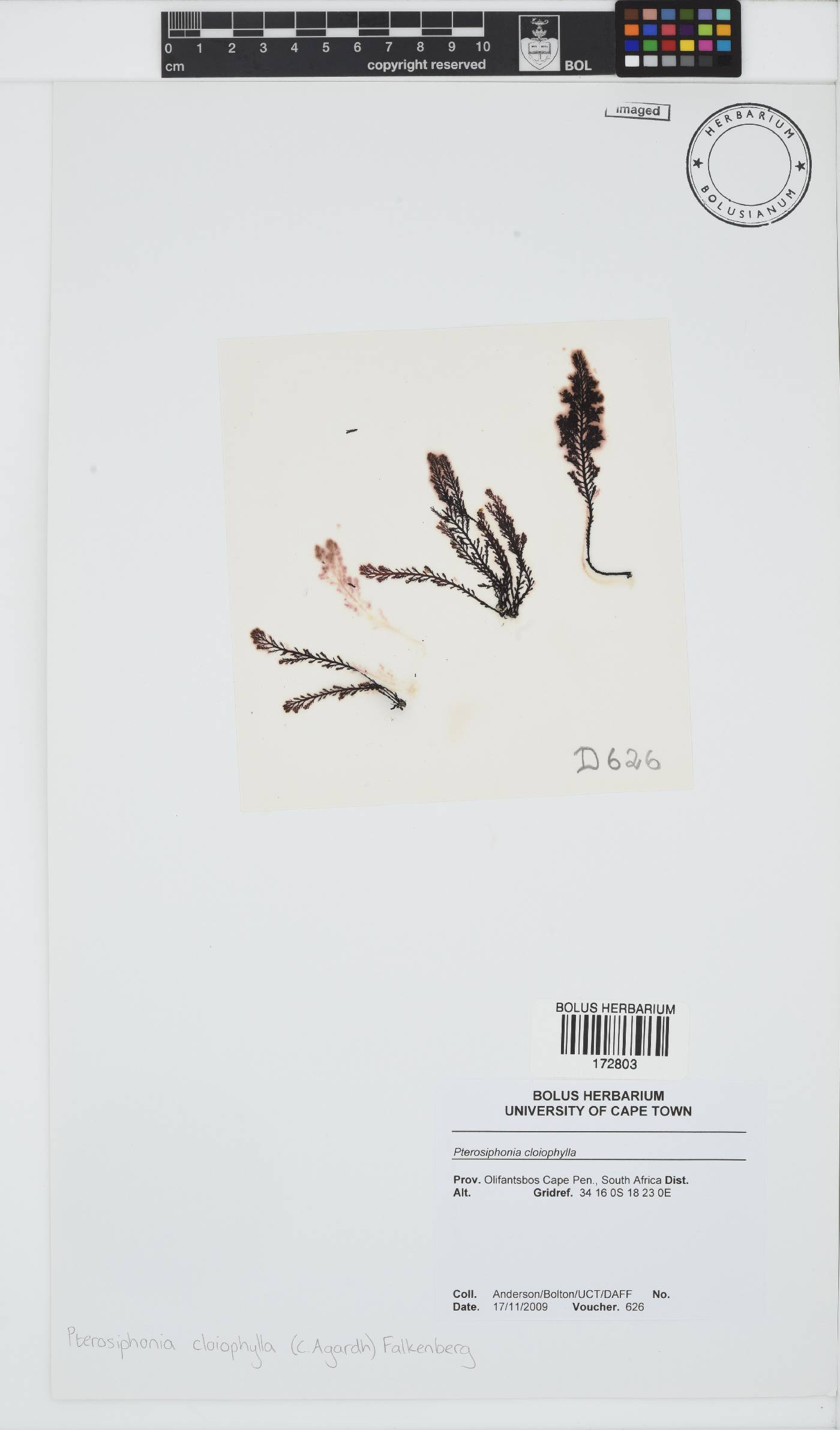 Pterosiphonia cloiophylla image