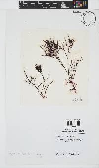 Hypnea spicifera image