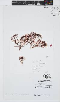 Trematocarpus flabellatus image