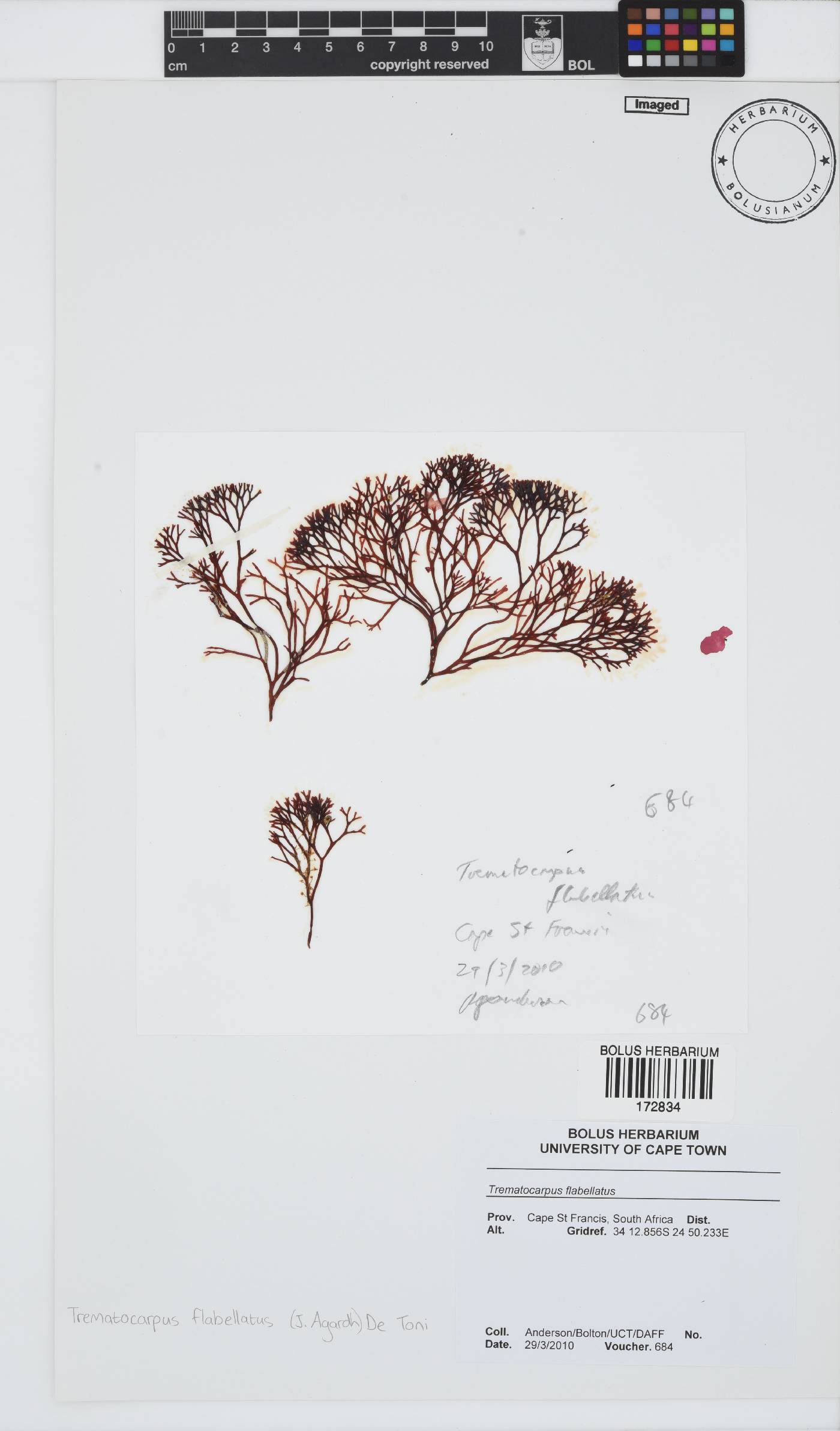 Trematocarpus flabellatus image