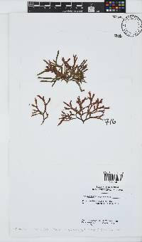 Dichotomaria diesingiana image