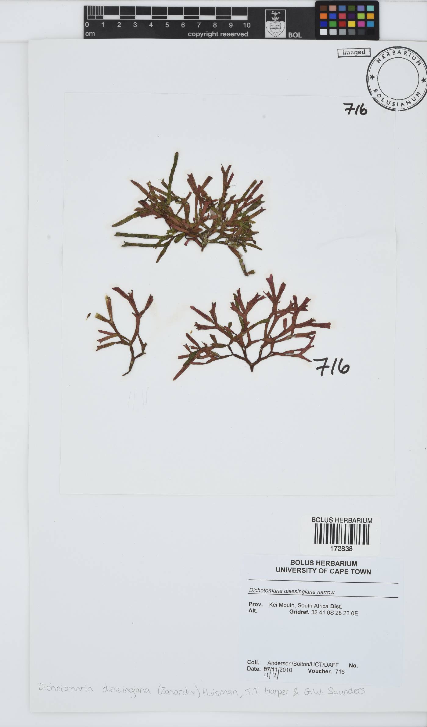 Dichotomaria diesingiana image