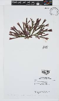 Dichotomaria diesingiana image