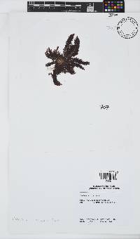 Callithamnion stuposum image