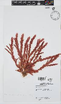 Plocamium corallorhiza image