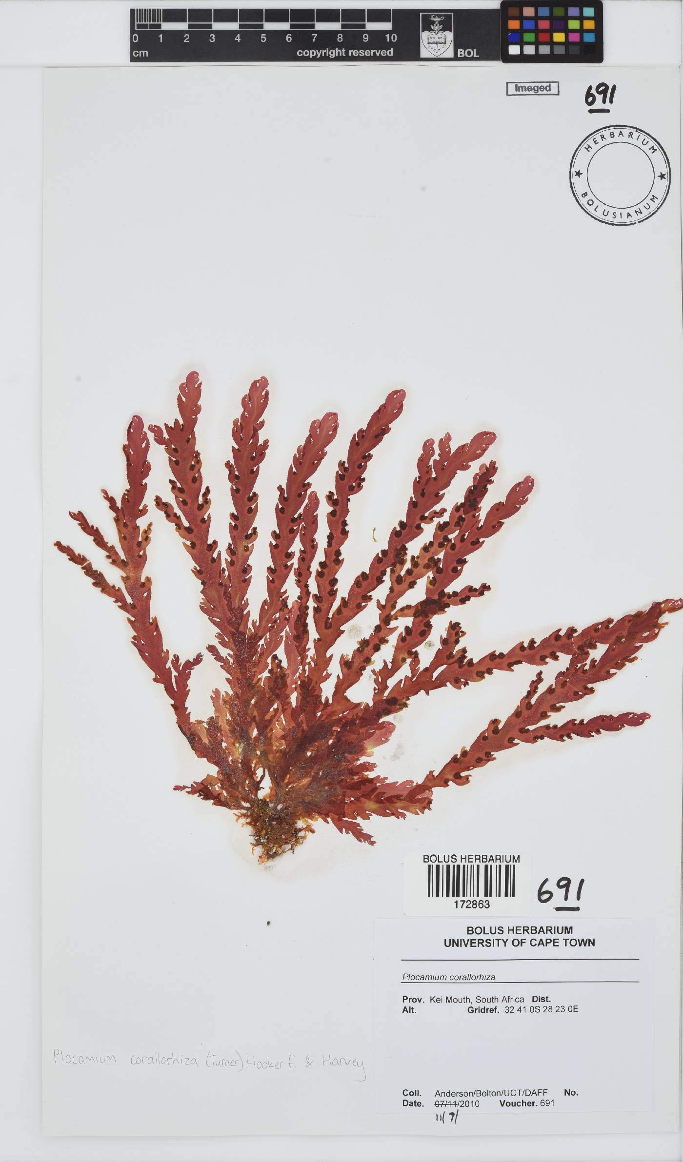 Plocamium corallorhiza image