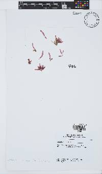 Apoglossum ruscifolium image
