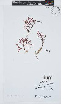 Rhodymenia natalensis image