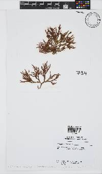 Dichotomaria diesingiana image