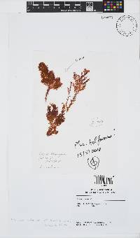 Plocamium telfairiae image