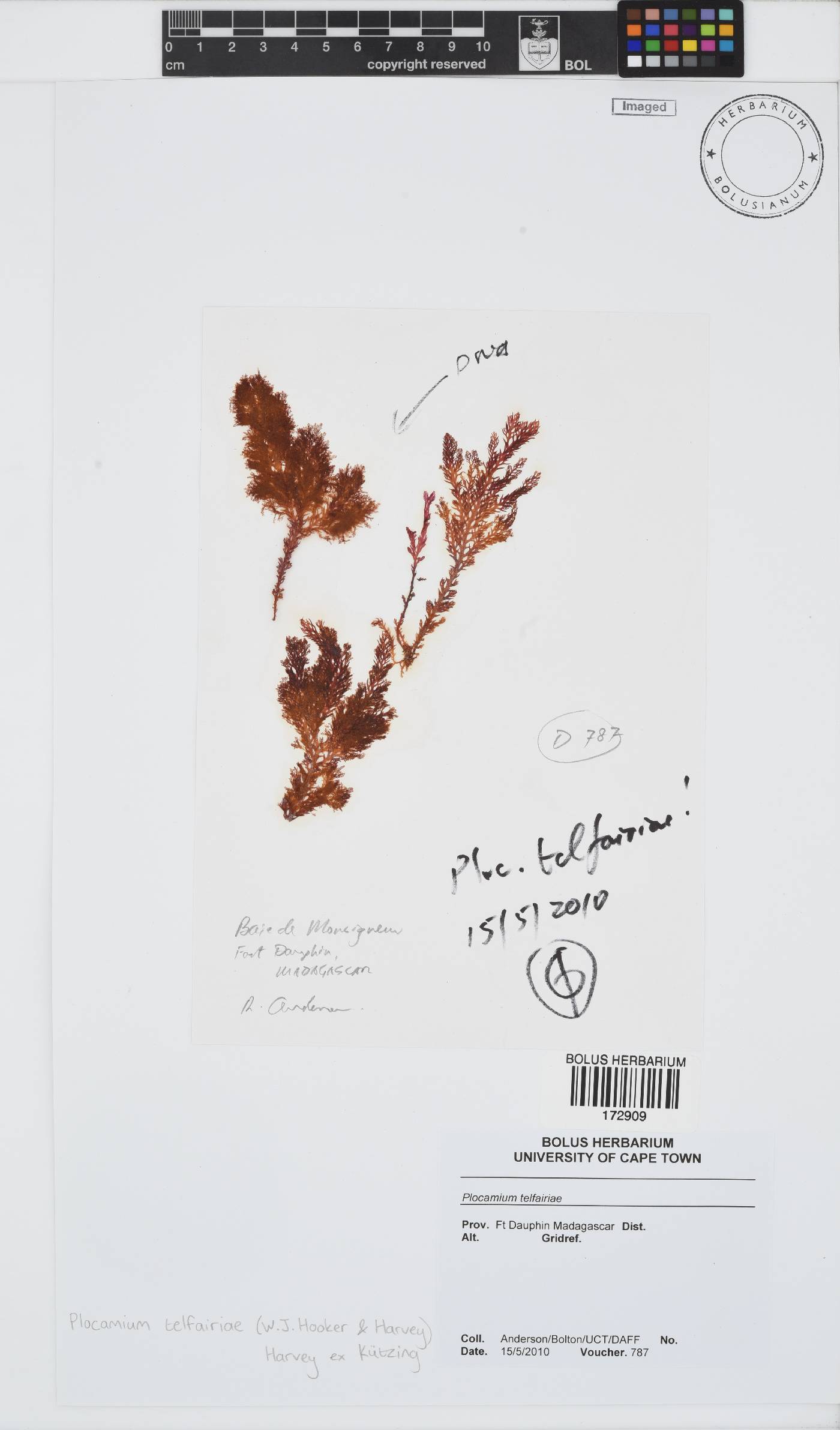 Plocamium telfairiae image