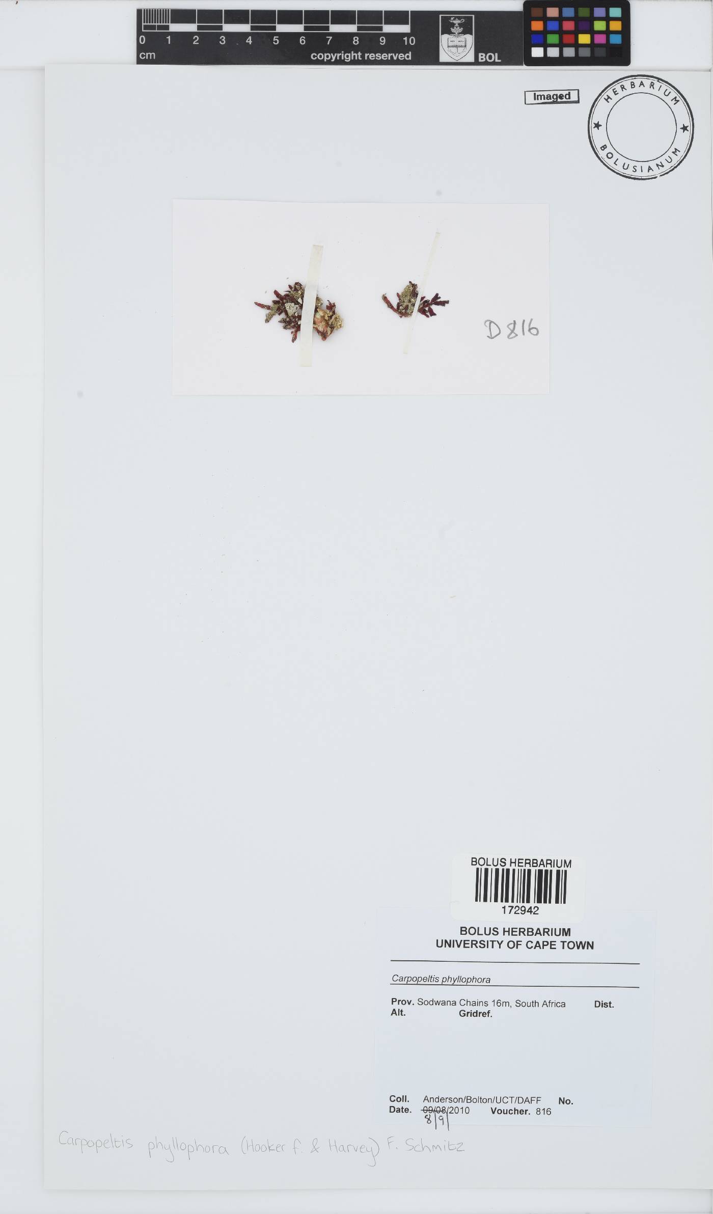 Carpopeltis phyllophora image