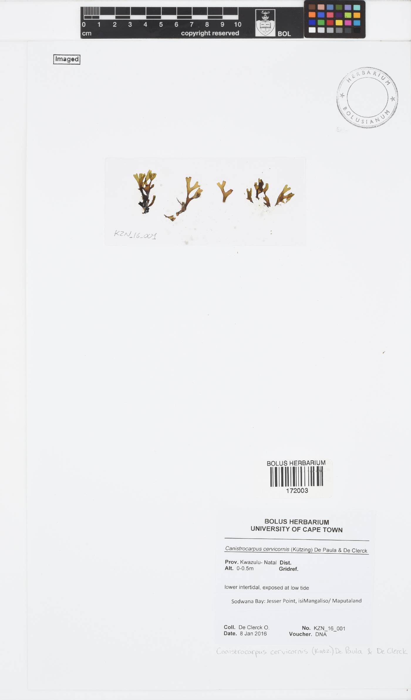 Canistrocarpus cervicornis image