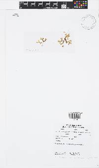 Canistrocarpus cervicornis image