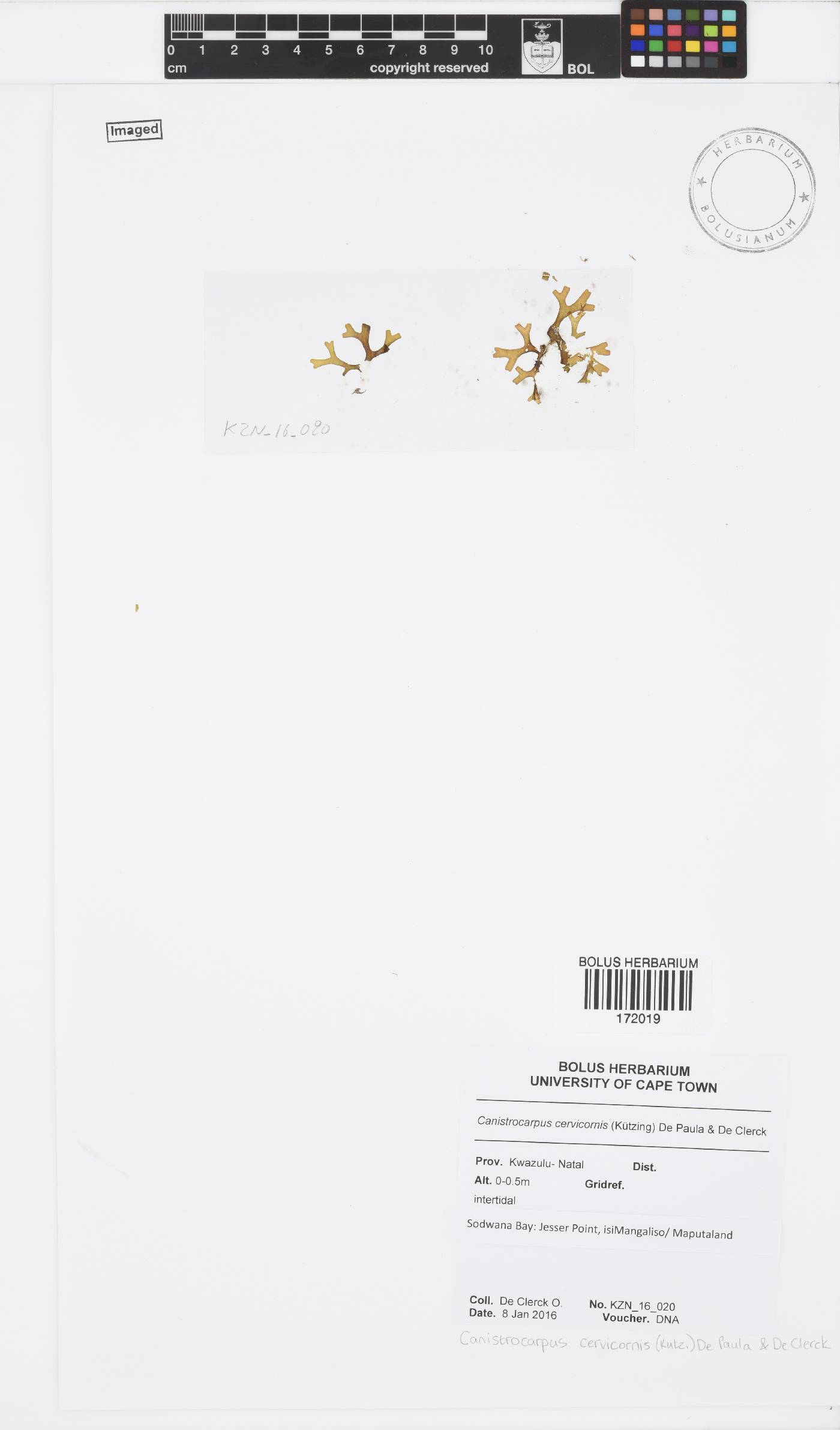 Canistrocarpus cervicornis image