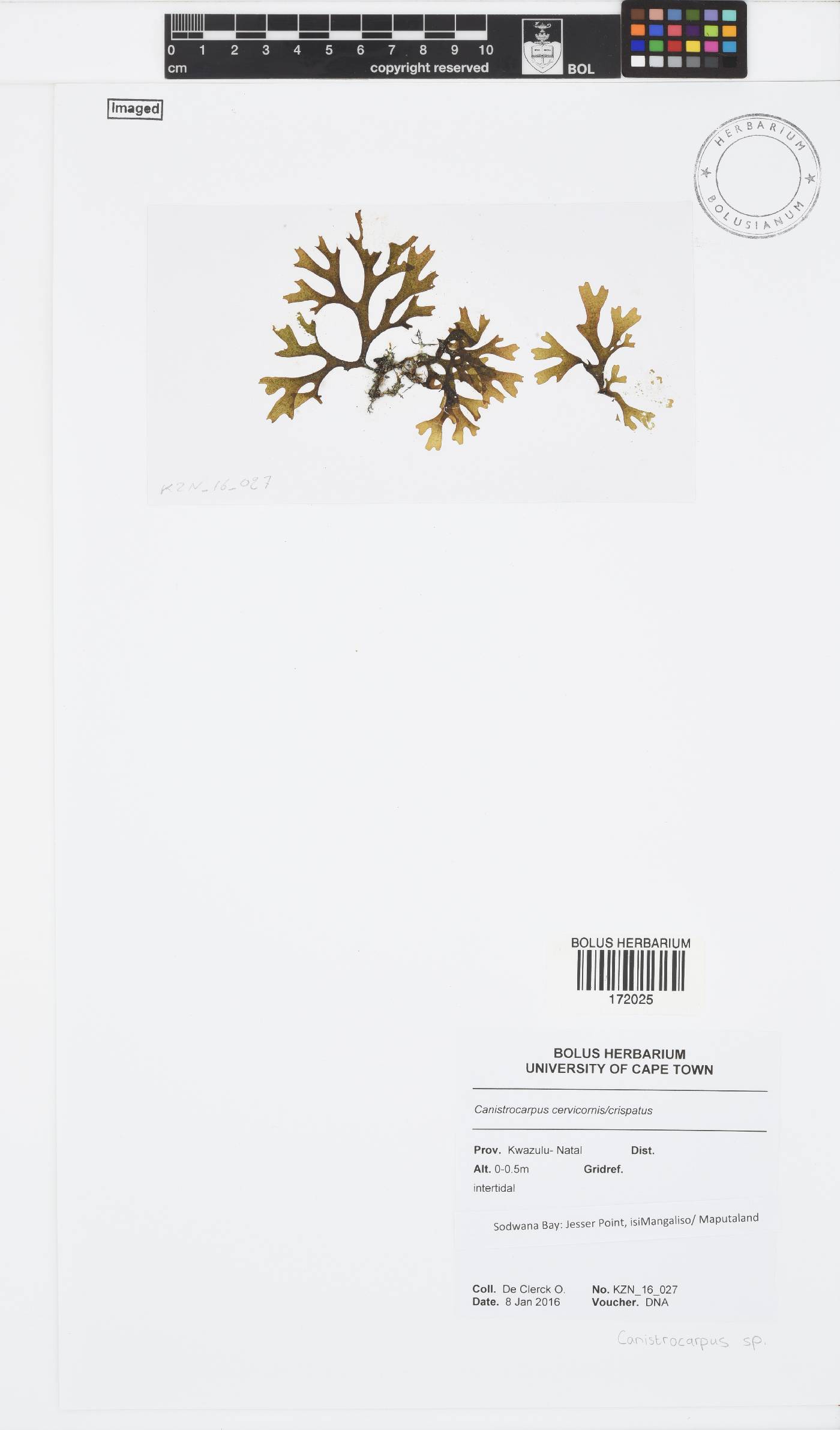Canistrocarpus image