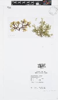 Image of Dictyota stolonifera