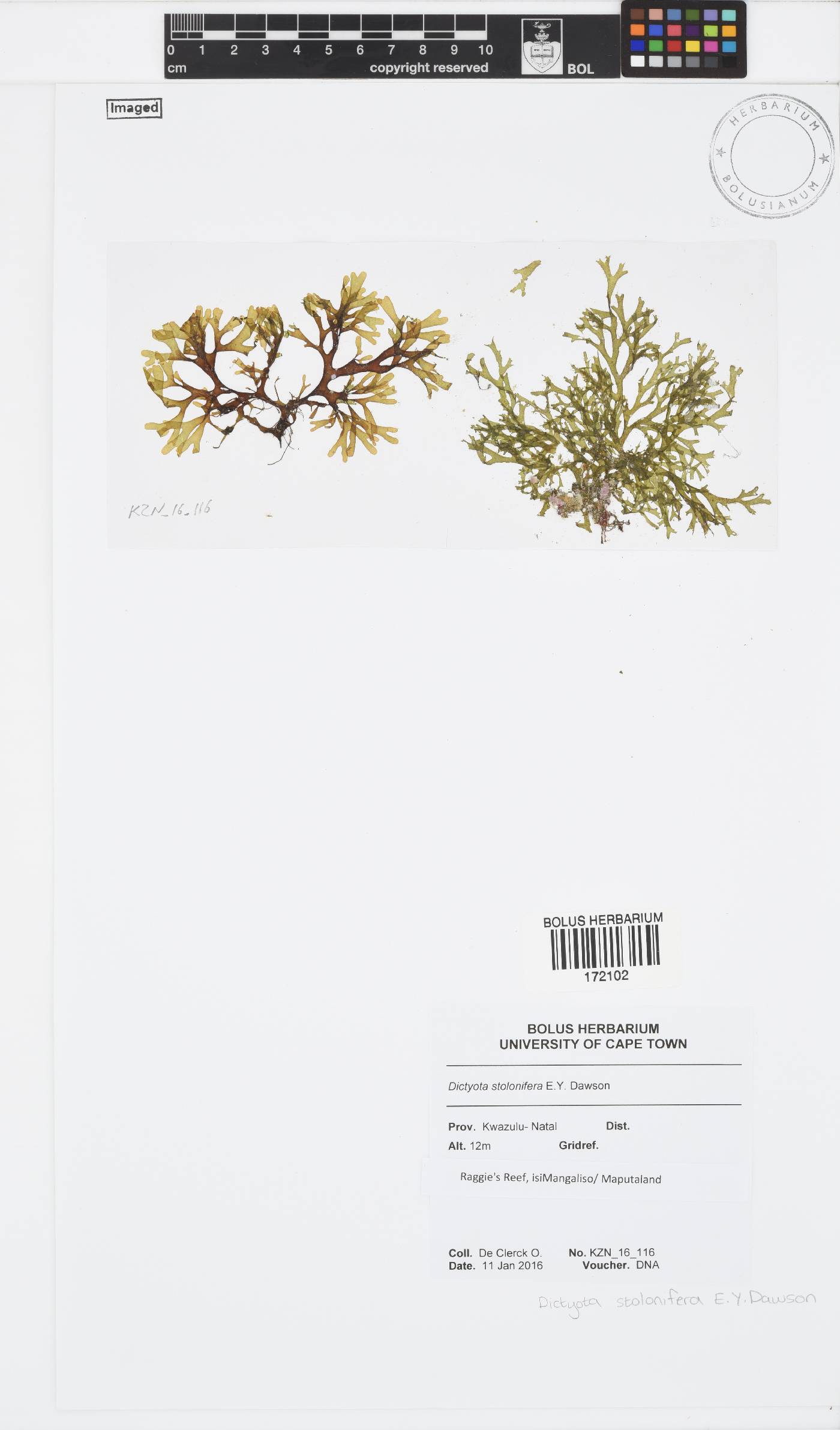 Dictyota stolonifera image