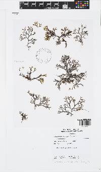Dictyota rigida image