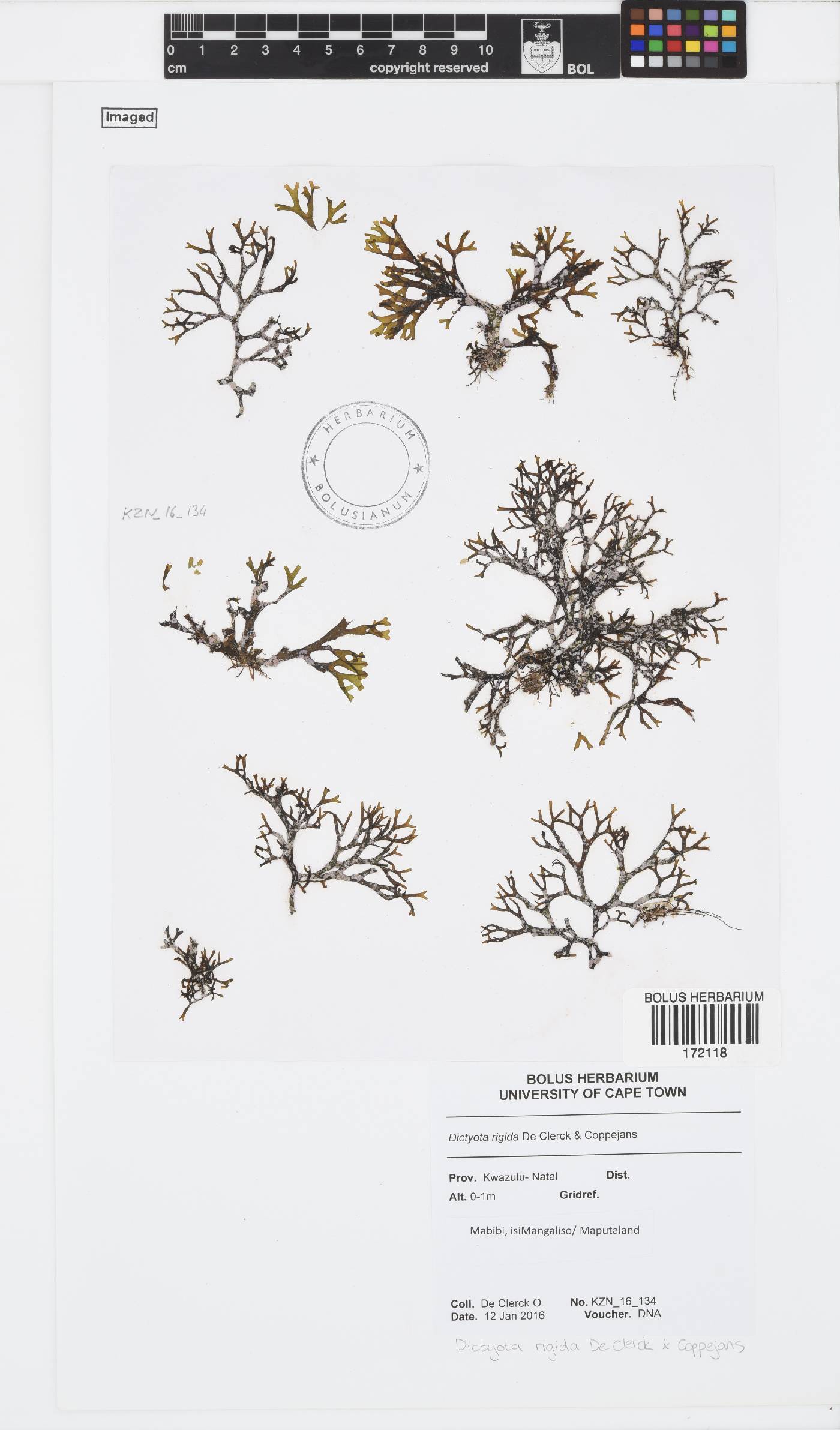 Dictyota rigida image