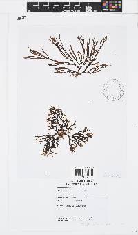 Dictyota ciliolata image