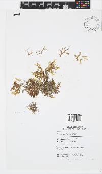 Dictyota stolonifera image